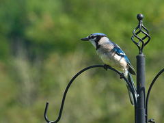 Cyanocitta cristata image