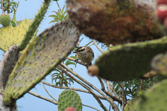 Campylorhynchus gularis