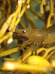 Hippolyte multicolorata