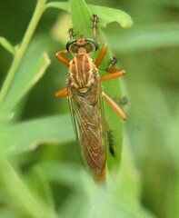 Diogmites angustipennis