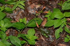 Cuphea appendiculata