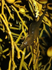 Hippolyte multicolorata