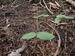 Neottia banksiana