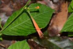 Cuphea appendiculata