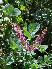 Oxyrhynchus populneus