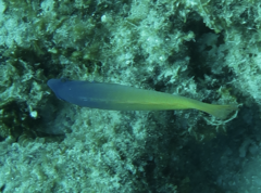 Halichoeres prosopeion