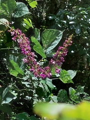 Oxyrhynchus populneus
