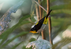 Hemithraupis flavicollis