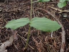Neottia banksiana