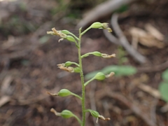 Neottia banksiana