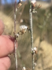 Stephanomeria elata