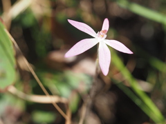 Caladenia carnea