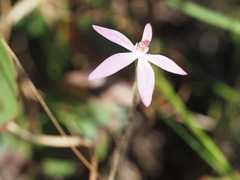 Caladenia carnea
