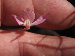 Caladenia carnea