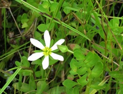 Sabatia calycina