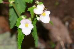 Begonia bulbillifera