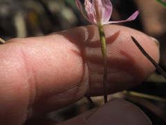 Caladenia carnea
