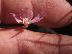Caladenia carnea