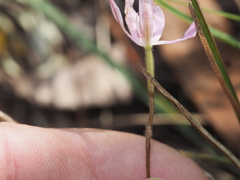 Caladenia carnea