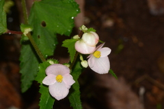 Begonia bulbillifera