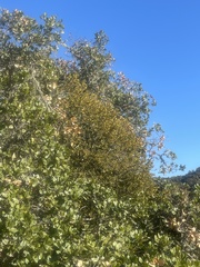 Phoradendron leucarpum tomentosum
