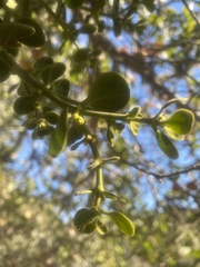 Phoradendron leucarpum tomentosum