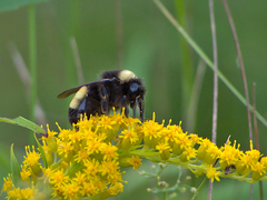 Bombus terricola image