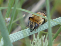 Anthophora montana