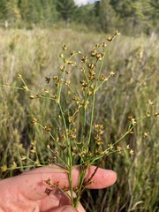 Juncus brachycephalus