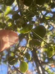 Phoradendron leucarpum tomentosum