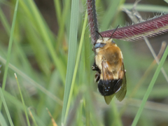 Anthophora montana