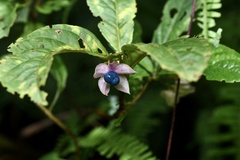 Clerodendrum fortunatum
