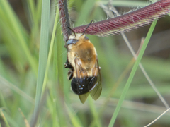 Anthophora montana