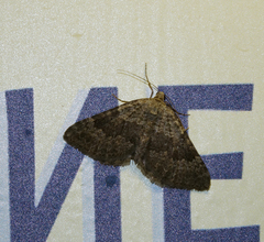 Scotopteryx aelptes