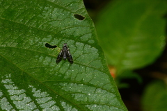 Suragina