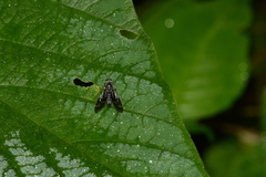 Suragina