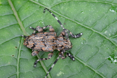 Acanthoderes noguerai