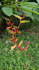 Heliconia × rauliniana