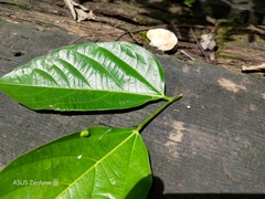 Ficus irisana
