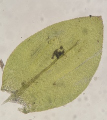 Rhynchostegium aquaticum
