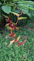 Heliconia × rauliniana