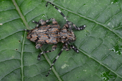 Acanthoderes noguerai