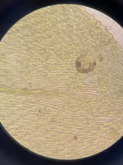 Rhynchostegium aquaticum