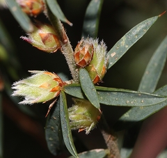 Pultenaea juniperina
