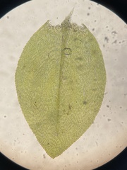 Rhynchostegium aquaticum