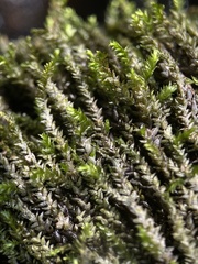Rhynchostegium aquaticum
