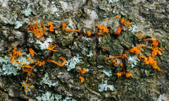 Quaternaria quaternata