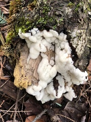 Ceratiomyxa