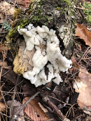 Ceratiomyxa