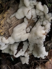Ceratiomyxa